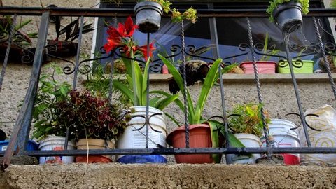 Flowers in pots on a balcony