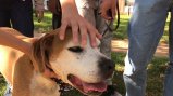 dog being petted