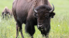 Rescued from near extinction, the American Bison is now a familiar site in America's grassy plains.